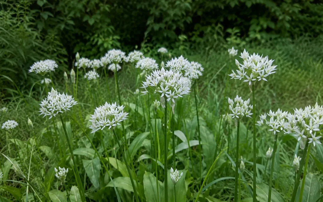 Fleurs blanches et feuilles d'ail des ours poussant dans un sous-bois