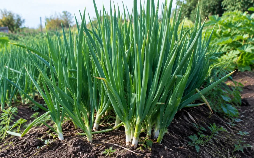 Plants de cives aux longues tiges vertes poussant en pleine terre dans un potager