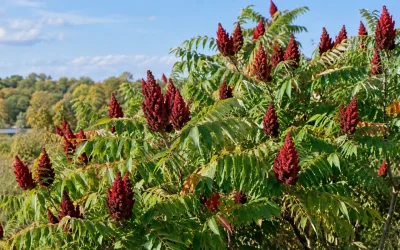 Par quoi remplacer le sumac dans une recette ?